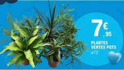 E.Leclerc PLANTES VERTES POTS offre