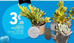 E.Leclerc CACTUS ET SUCCULENTE POT offre