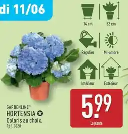 ALDI Hortensia offre
