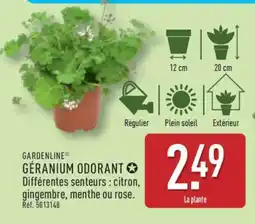 ALDI GÉRANIUM ODORANT offre