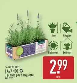 ALDI GARDENLINE LAVANDE offre