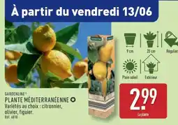 ALDI Plante méditerranéenne offre