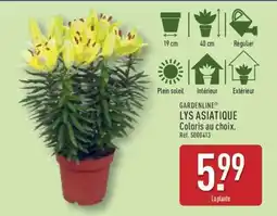 ALDI GARDENLINE LYS ASIATIQUE offre