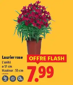 Lidl Laurier rose offre