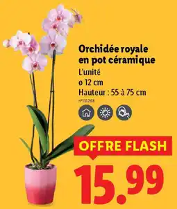Lidl Orchidée royale en pot céramique offre