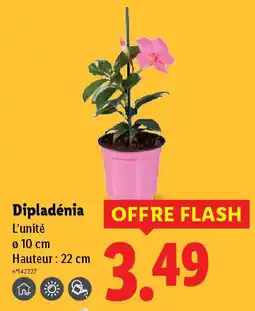 Lidl Dipladénia offre