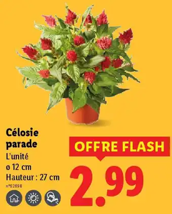 Lidl Célosie parade offre