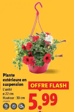 Lidl Plante extérieure en suspension offre