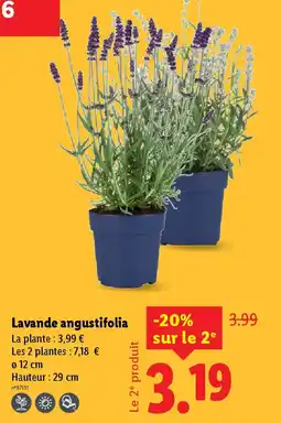 Lidl Lavande angustifolia offre