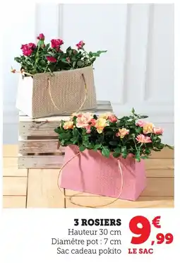 3 rosiers