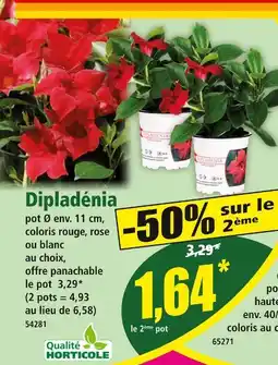 Norma Qualité Horticole Dipladénia offre