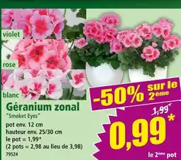 Norma Géranium zonal offre