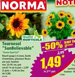 Norma Norma Tournesol SunBelievable offre