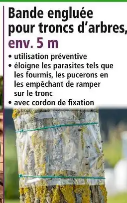Bande engluée pour troncs d'arbres, env. 5 m