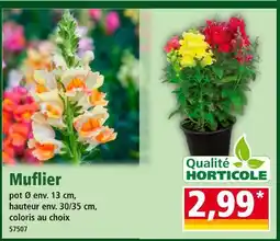 Norma Qualité Horticole Muflier offre
