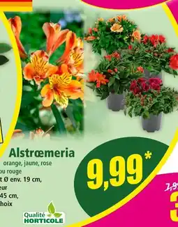 Norma Qualité Horticole Alstrœmeria offre