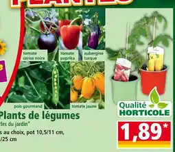 Norma Plants de légumes offre