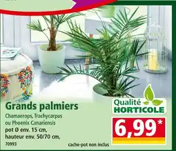 Norma Qualité Horticole Grands palmiers offre