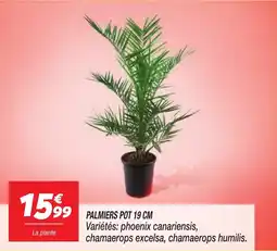 Netto Palmiers pot offre