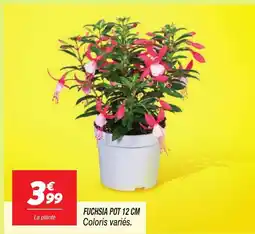 Fuchsia pot