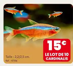 Animalis Le lot de 10 cardinalis offre