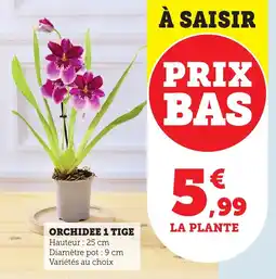 Bi1 Orchidee 1 tige offre