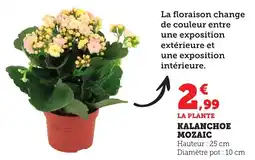 Bi1 Kalanchoe mozaic offre