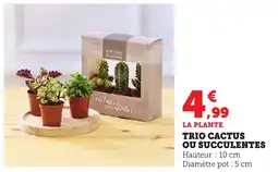 Bi1 Trio cactus ou succulentes offre