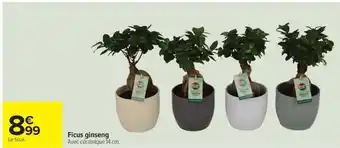 Carrefour Ficus ginseng offre