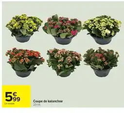 Carrefour Coupe de kalanchoe offre