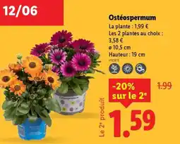 Lidl Ostéospermum offre