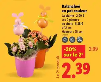 Lidl Kalanchoé en pot couleur offre
