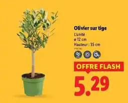 Lidl Olivier sur tige offre