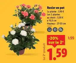 Lidl Rosier en pot offre