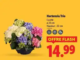 Lidl Hortensia Trio offre