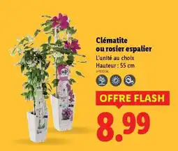 Lidl Clématite ou rosier espalier offre
