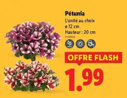 Lidl Pétunia offre