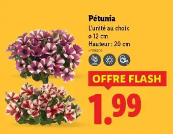 Lidl Pétunia offre