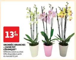 Auchan Orchidée 3 Branches + Cache Pot Céramique offre