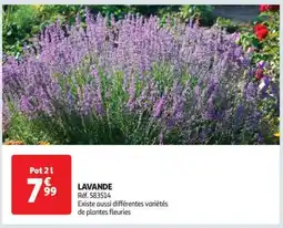 Auchan Lavande offre