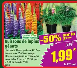 Norma Buissons de lupins géants offre