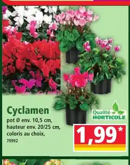Norma Cyclamen offre