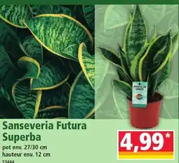 Norma Sanseveria Futura Superba offre