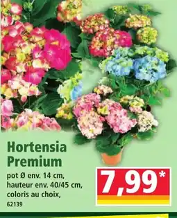 Norma Hortensia Premium offre