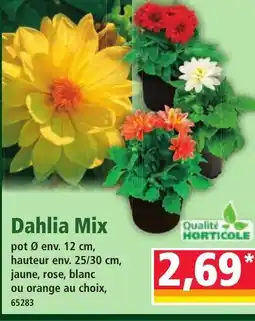 Norma Dahlia Mix offre