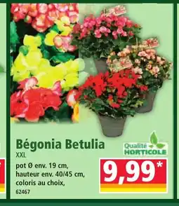Norma Bégonia Betulia offre