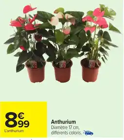 Carrefour Anthurium offre