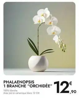 E.Leclerc PHALAENOPSIS 1 BRANCHE ORCHIDÉE offre
