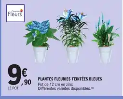 E.Leclerc Plantes fleuries teintées bleues offre