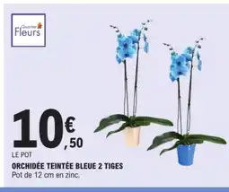 E.Leclerc Orchidée teintée bleue 2 tiges offre